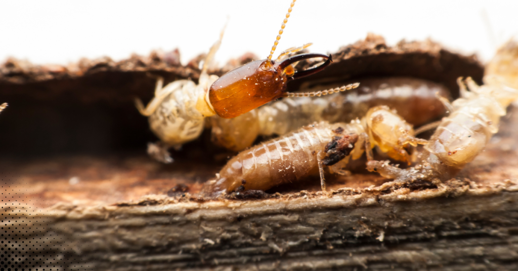 Close-up of termites crawling through damaged wood during pest inspection.