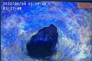 Close-up of termites crawling through damaged wood during pest inspection.