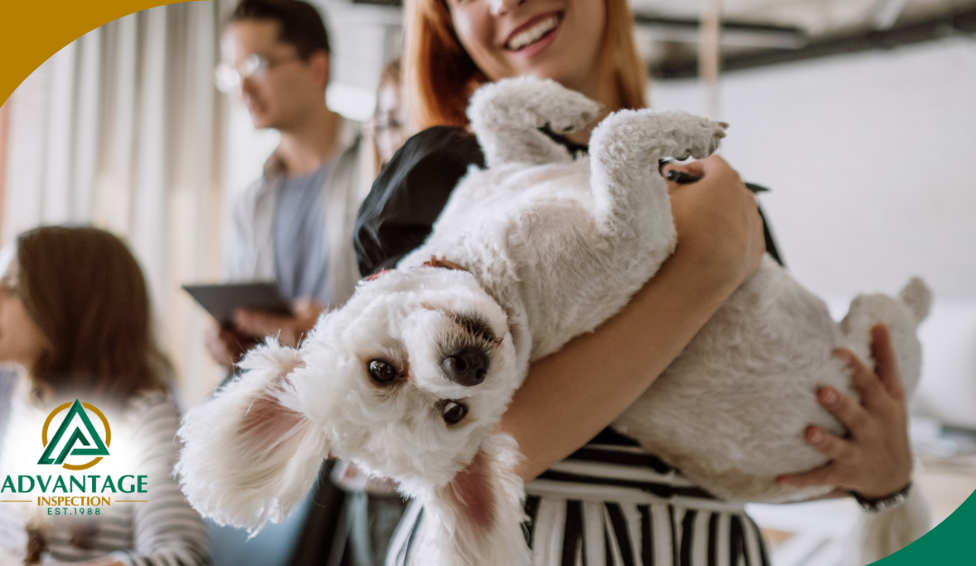 Woman holding a playful white dog upside down at the office."